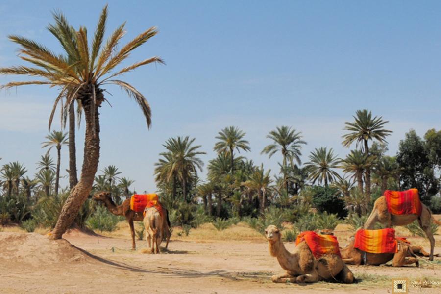 Activités Marrakech Chameau dromadaire palmeraie | Riad Al Ksar