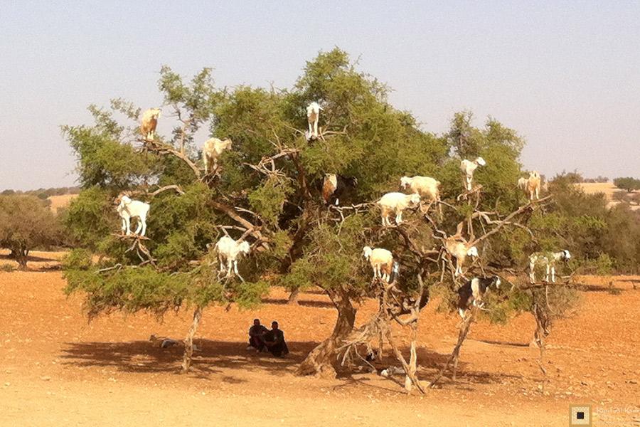 Essaouira Maroc Chevres dans les arbres | Riad Al Ksar