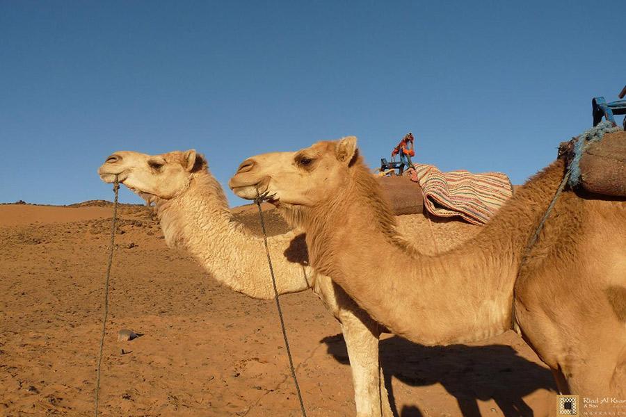 Dromadaires Désert Sahara Marocain Dunes Merzouga | Riad Al Ksar