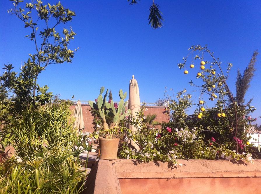 Riad Al Ksar Rooftop Garden , with Koutoubia, Médina and Atlas Mountains views