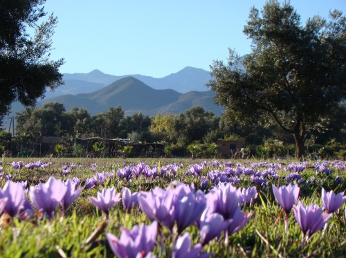 vallée de l ourika