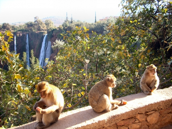 singe cascades d'ouzoud | Riad Al Ksar