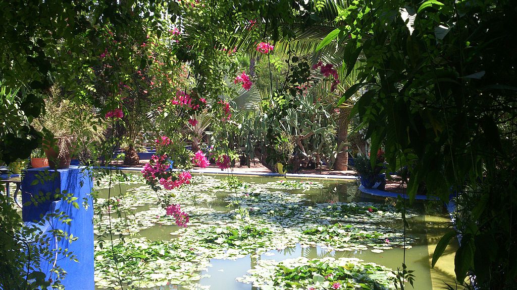 Blue,_green_and_pink nenuphar in majorelle garden in marrakech