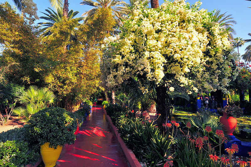 Jardin majorelle a marrakech bougainvillers nenuphar