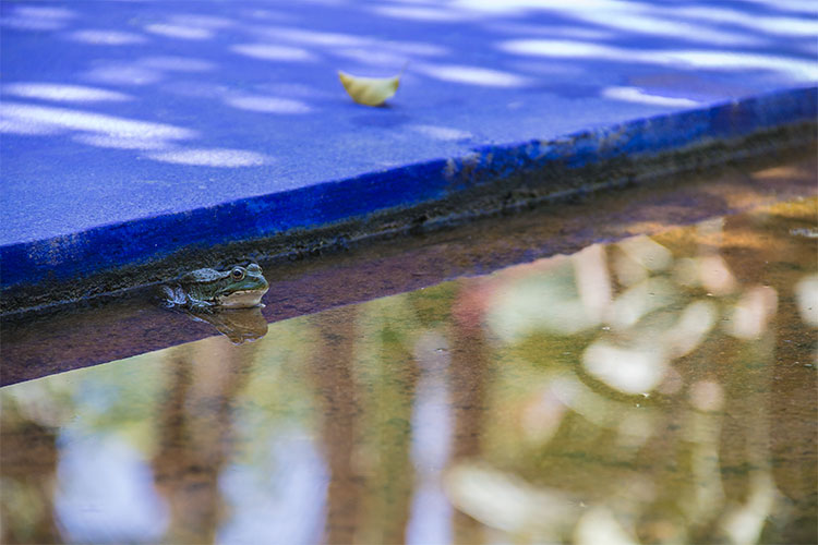 grenouille du jardin majorelle marrakech