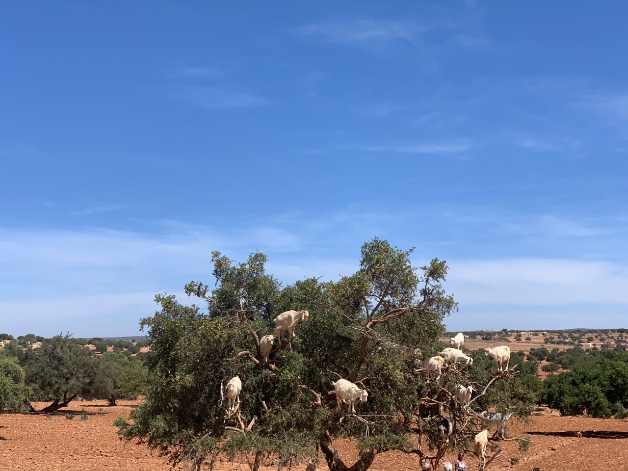Chevres dans les Arbres route d Essaouira Marrakech